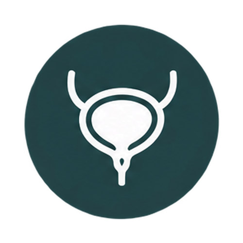 urinary system